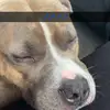 duvvvvva