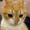 Cat videos80