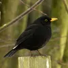 thebird_12