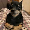 skibidicumtoe