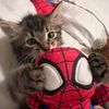 spiderriixz