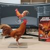 wyh_gamefarm