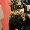 1my_cats1