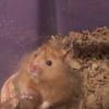 hamsterowner94
