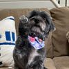 binks.the.havanese