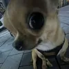 bienikconcho