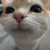 lelyaiamoupol
