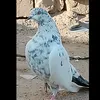 1haider27