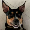 piper.rat.terrier