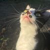 dini_iiiiiii