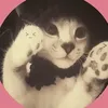 sadipo.kipi