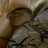 quyngaicapy_580
