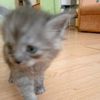 1111_523stepan