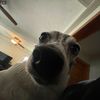 addslikespepsi