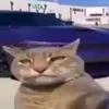 shneetleshnurt