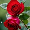 user9756781420776riya
