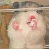 blingbao