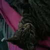 neculai.punct