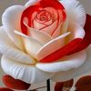 muhammad.ayaz3932