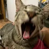 catsay21