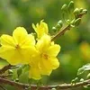 linh23615