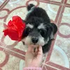 “Soju🐶”