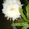dewi006532