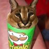 gatito46285