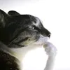 someultraguy
