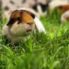 lsafguineapigs