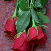 rameenmalik1314
