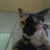 dimaskurniawan8852