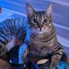 moxxiecat5
