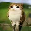 meowleert