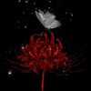 lost.in.your.petal