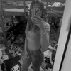 alina448l