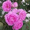 majed.albusaidi8