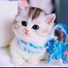 nur.sendi1
