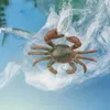 plasticcrab.1