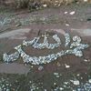 m.ullah.typist