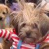 pompompup2017