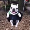 dog_in_a_swing