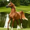 marwan_marwan_45