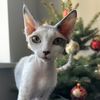 Di0raCat