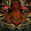 anuar82091