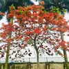 dairangkhenh2407