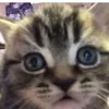 faultier_feli