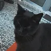 KittyReact