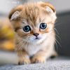 ummi_jijah