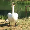 tiktok.comantiniofana